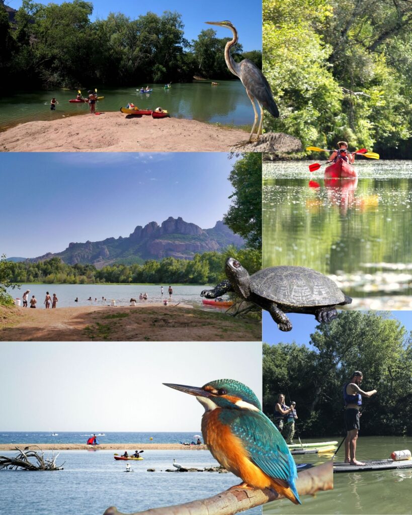 Que faire à Roquebrune sur Argens ? Paddle ou canoë Kayak Argens et Méditerranée
