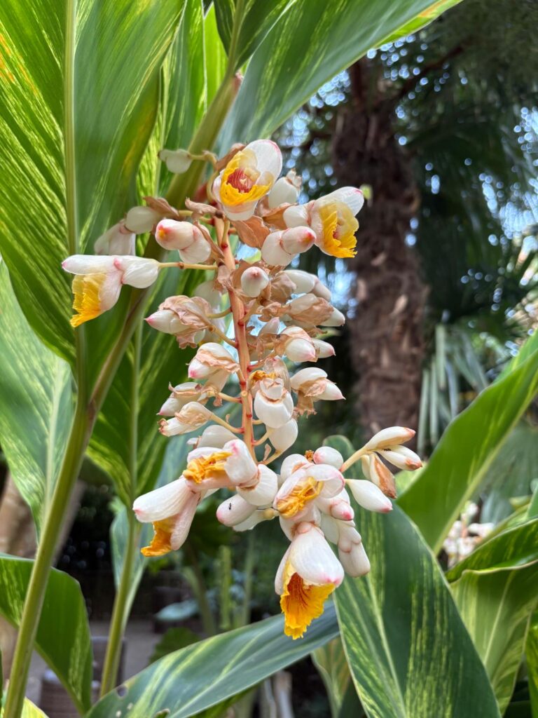 alpinia zerumbet en fleurs Var tropicana Flore alpinia zerumbet en fleurs Var tropicana Flore