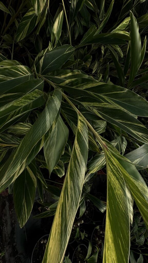 alpinia zerumbet tropicana lodge tropicana flore alpinia zerumbet tropicana lodge tropicana flore