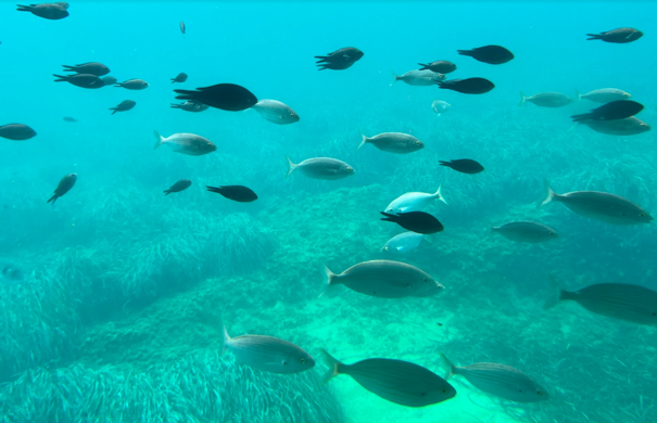 aquascope Bateaux Verts Sainte Maxime pour les enfants aquascope Sainte-Maxime poissons enfants
