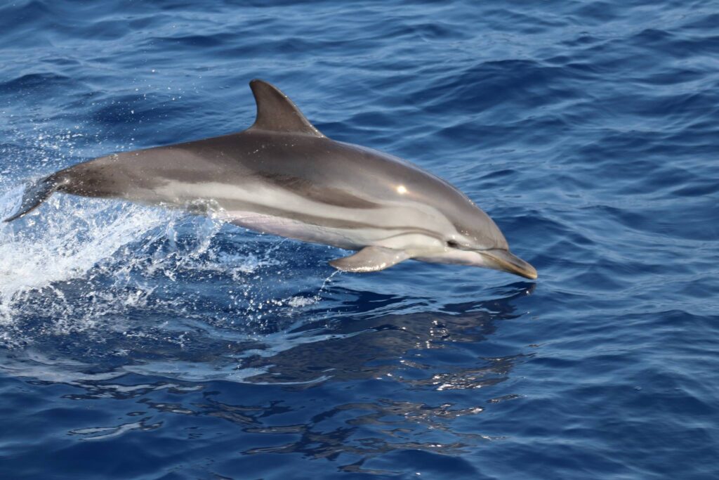 dauphins bateaux verts tropicana dauphins bateaux verts tropicana