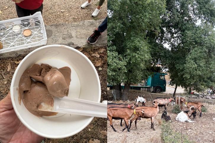 la ferme des Claux Fayence glace à la brebis